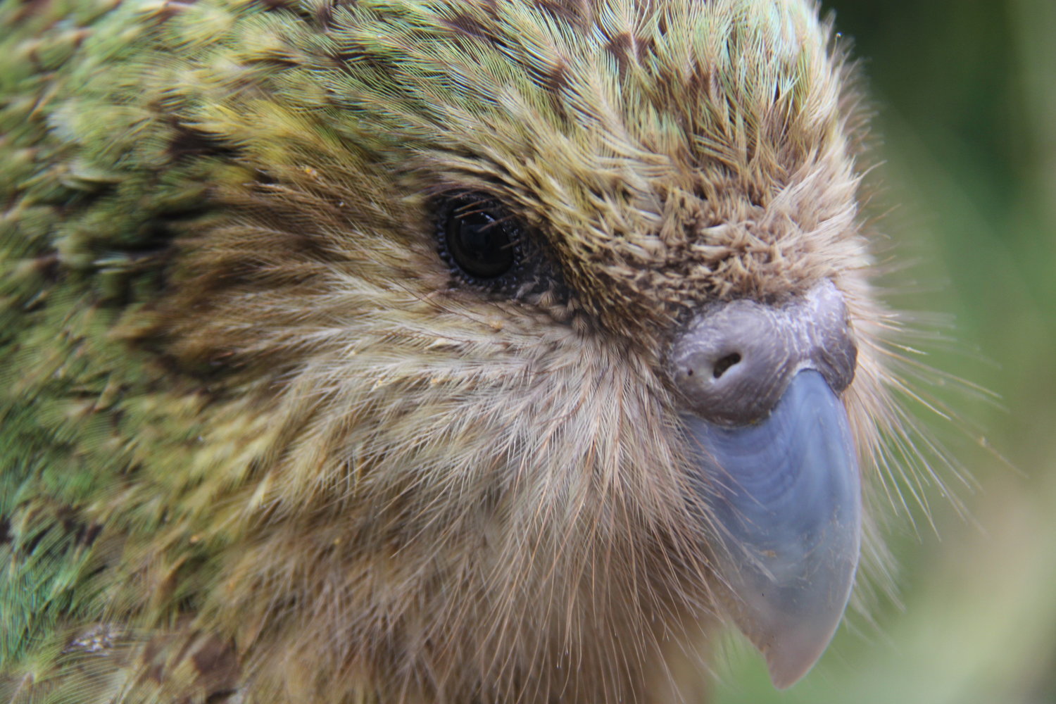 Q&A with Dunedin Wildlife Hospital